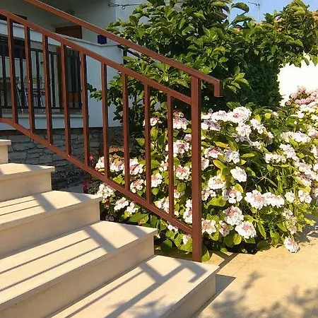 Mimoza *