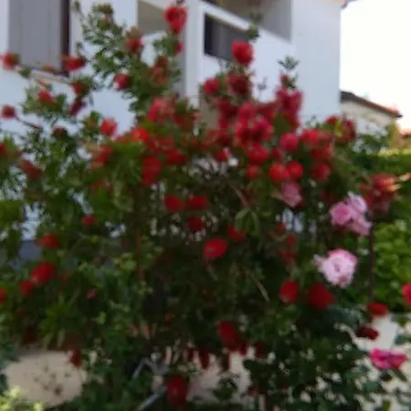 Apartment Mimoza Umag